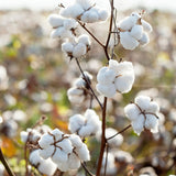 Cotton II,